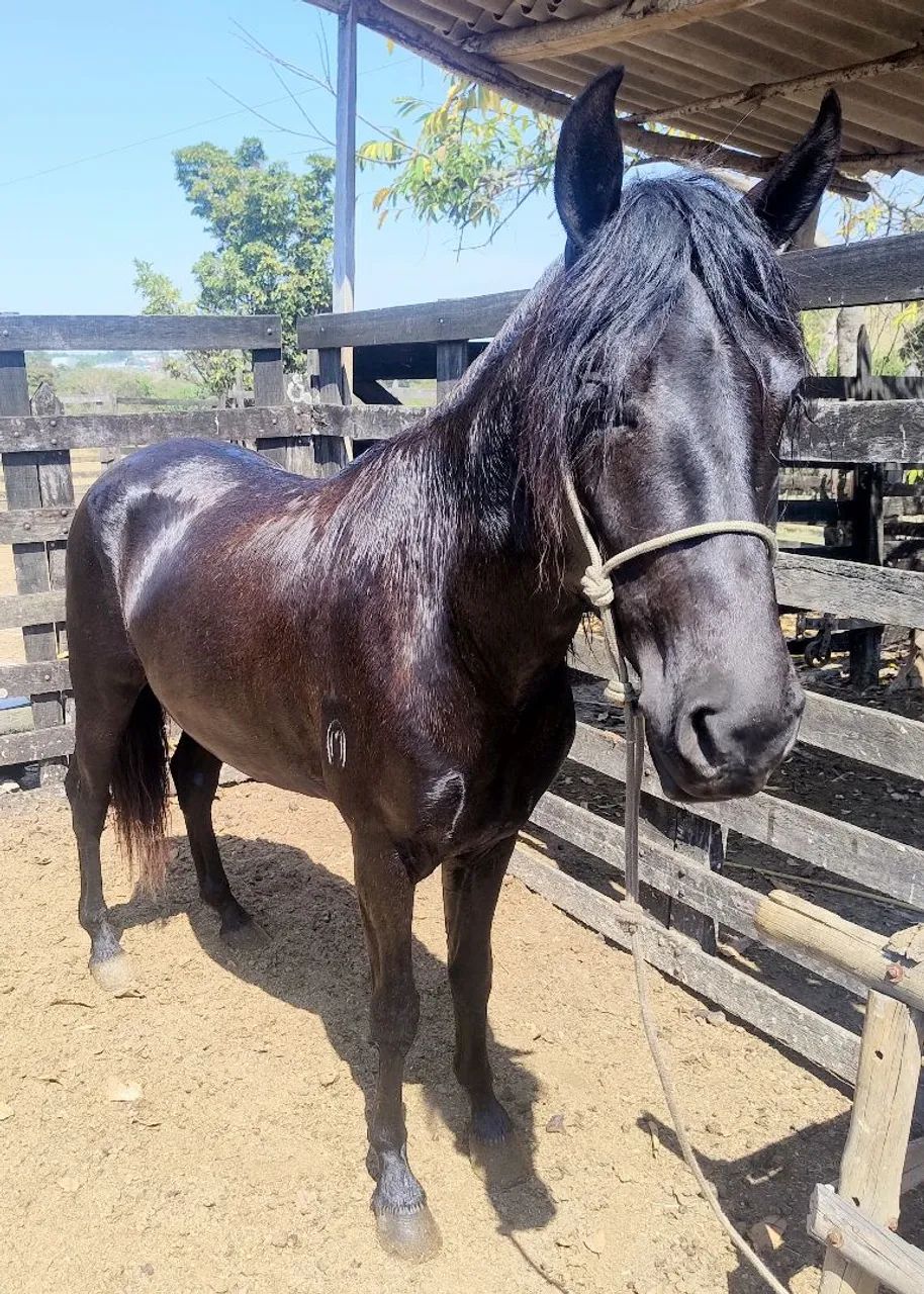 Cavalo