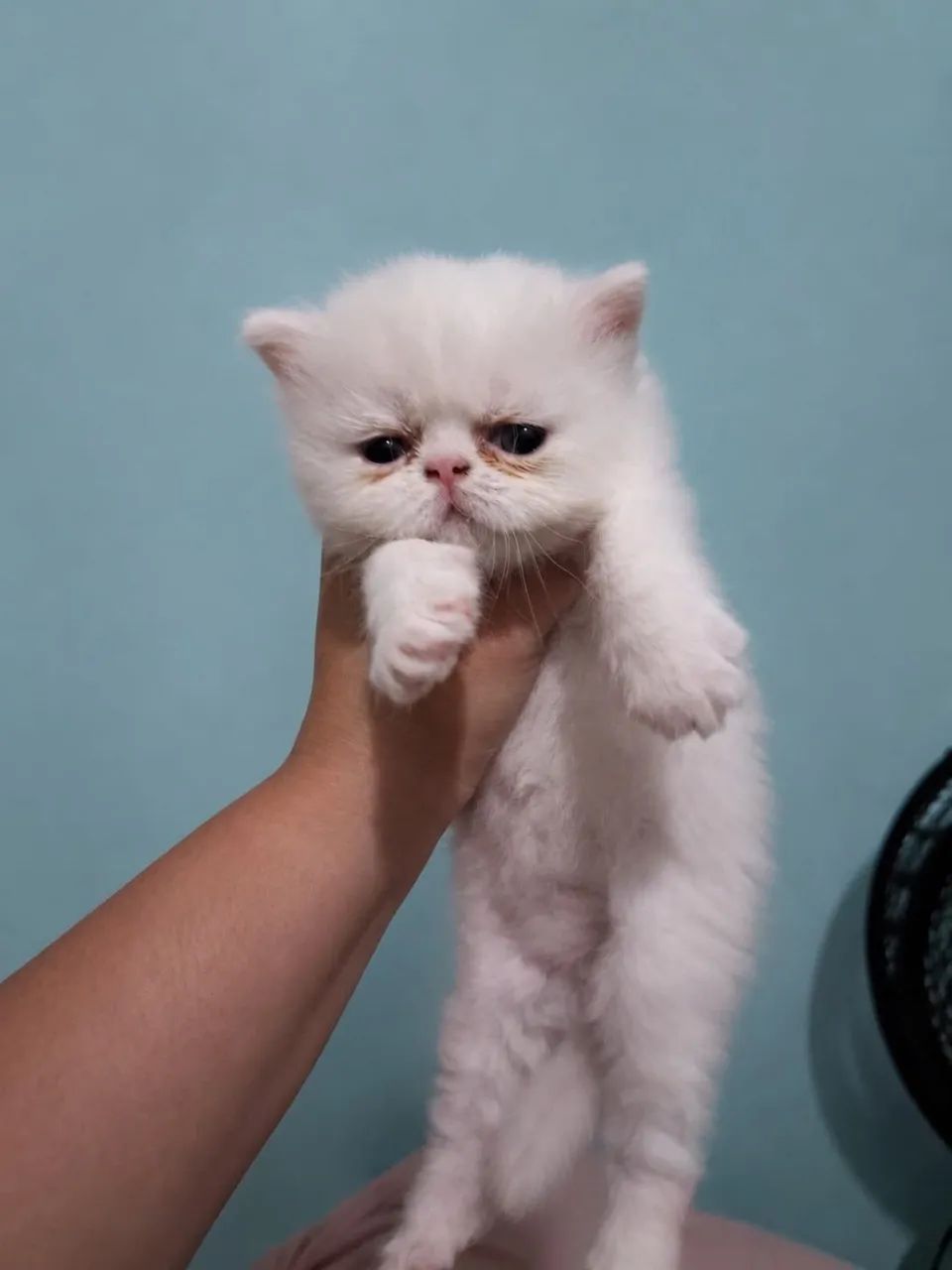 Gato Persa  - Foto 4