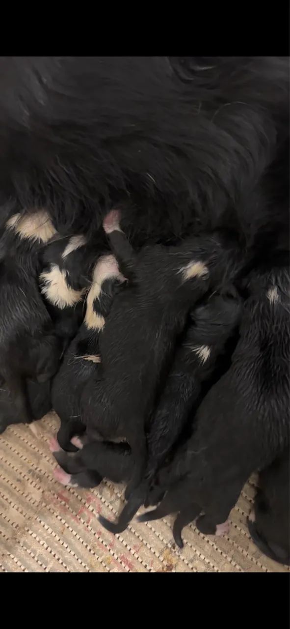 BORDER COLLIE - Foto 4