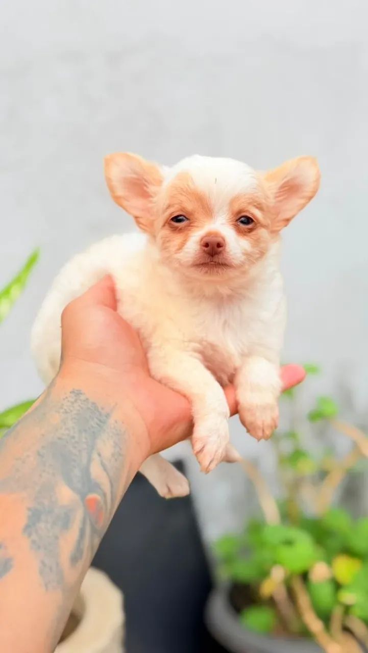 Chihuahua Macho ,Pelo Longo! - Foto 3