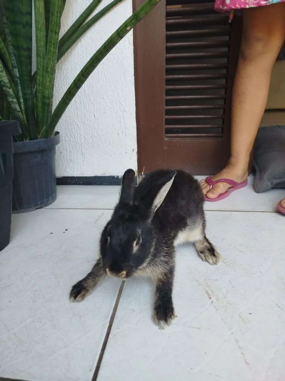 Dou uma coelhinha super dócil
