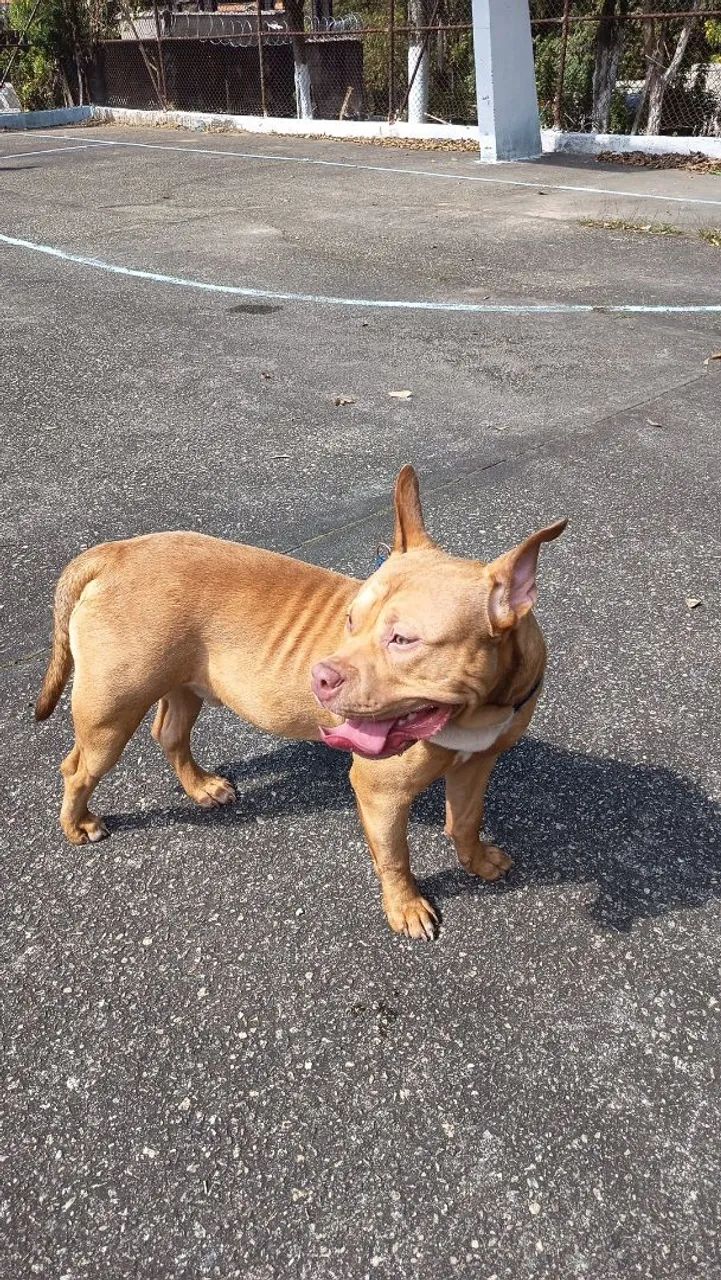American Bully  - Foto 2