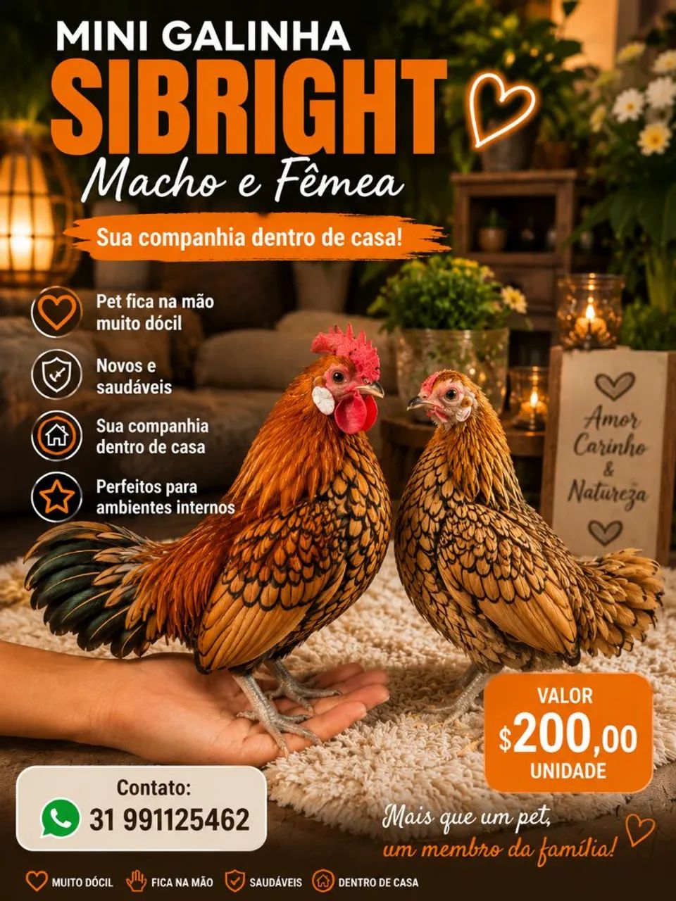 Mini galinha  - Foto 3