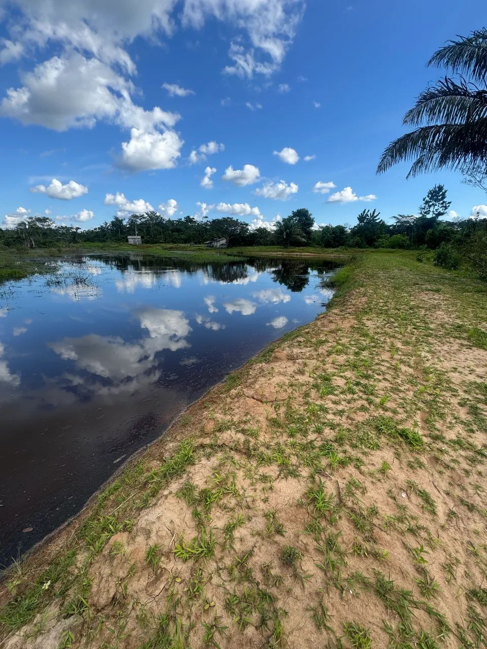 Vende-se 50 H.A Terra com Título Definitivo  - Foto 5