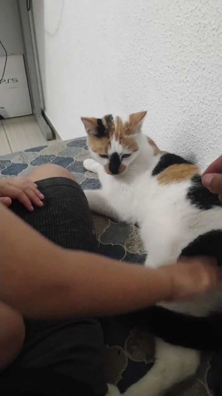 Gata fêmea 