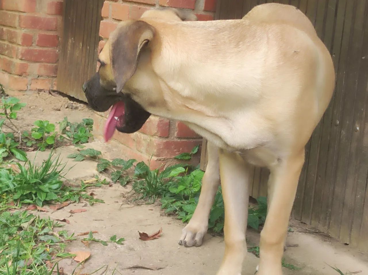 Cane corso macho com pedigree de 1 ano - Foto 2