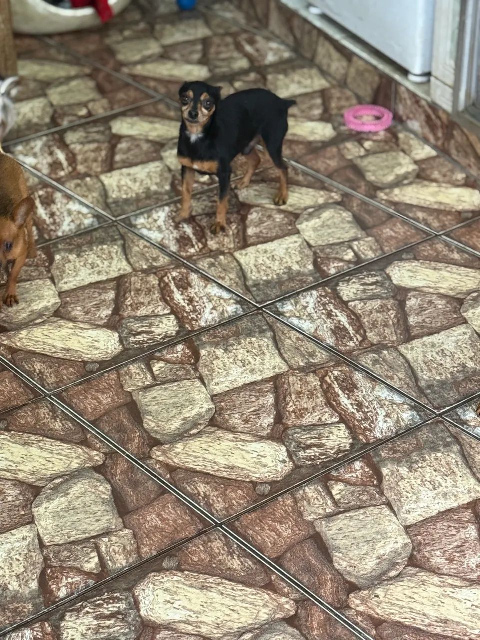 Casal de Pincher  - Foto 2