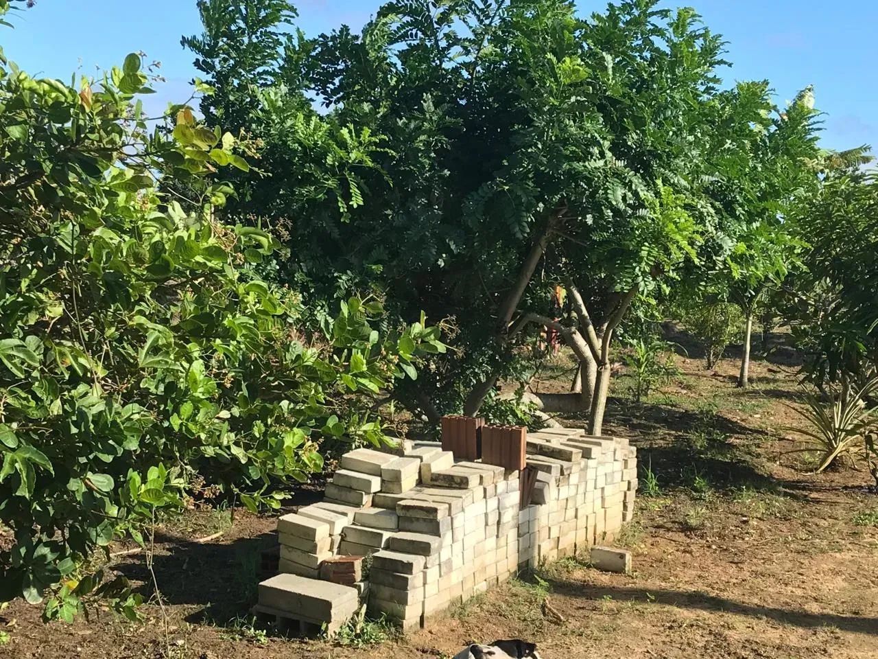 granja em comum município de Monte Alegre bem estruturada - Foto 4