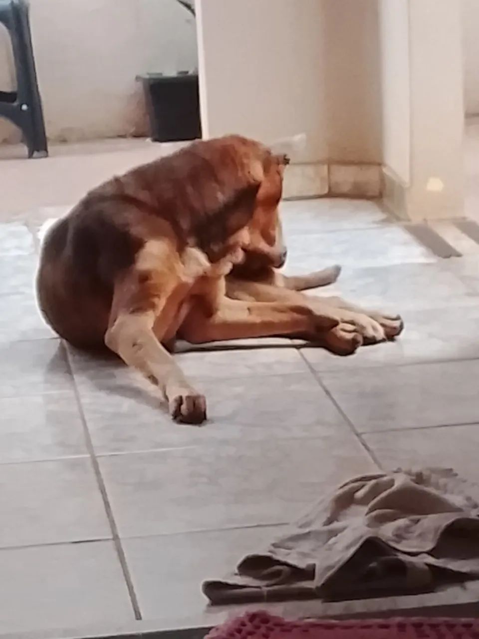 Cachorro  - Foto 3