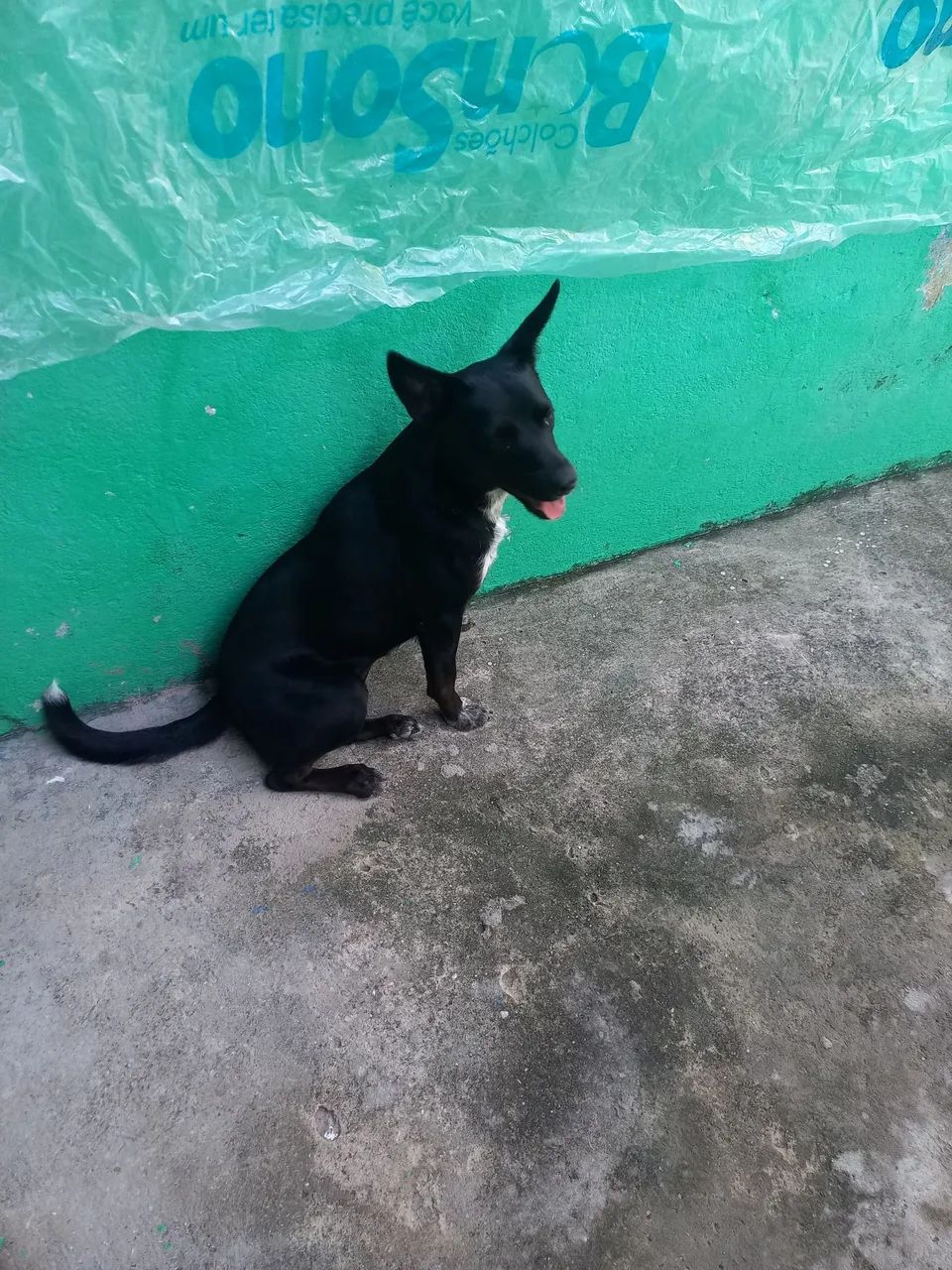 Doação  fêmea com8 meses