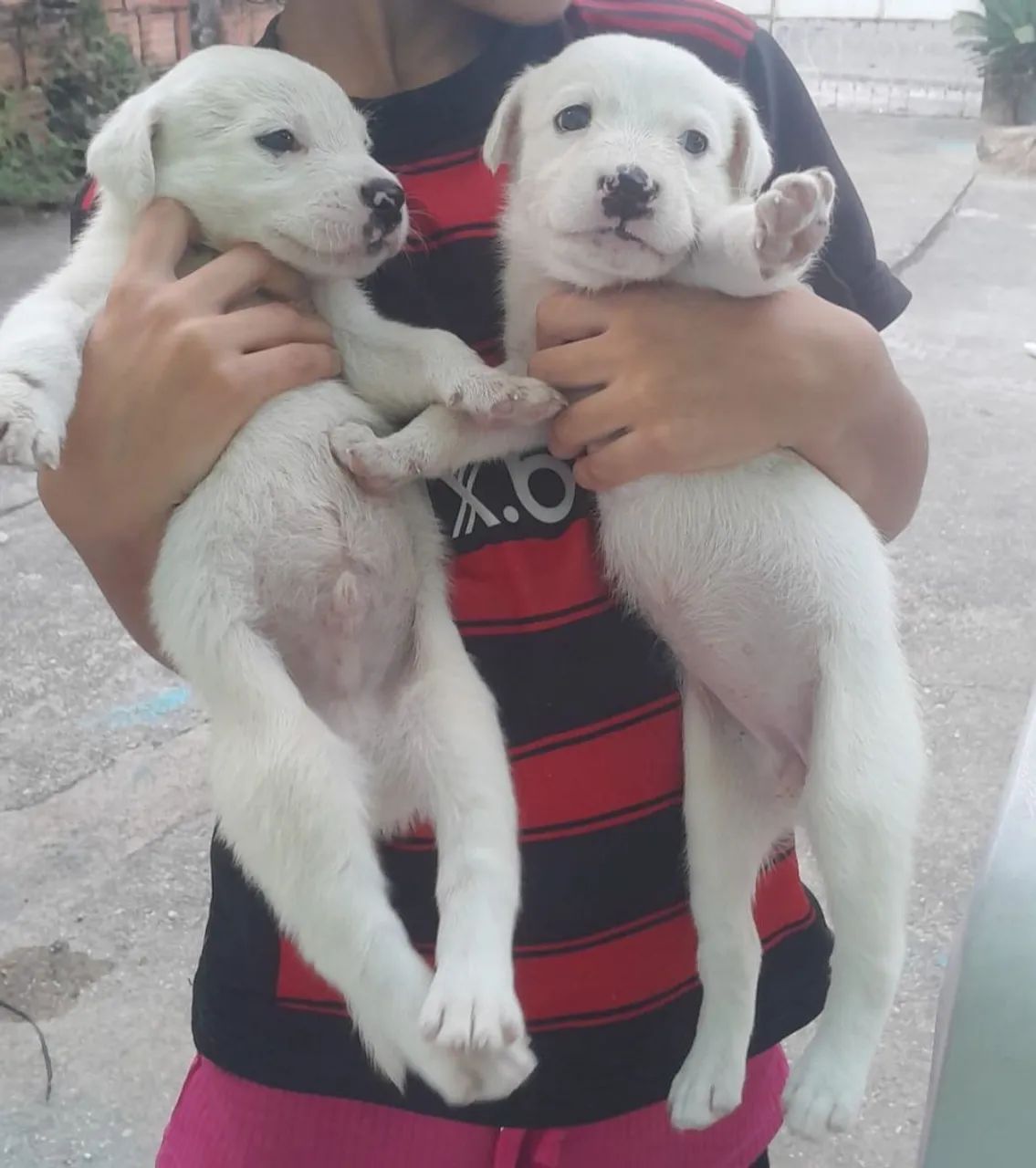 Doando esses cachorro
