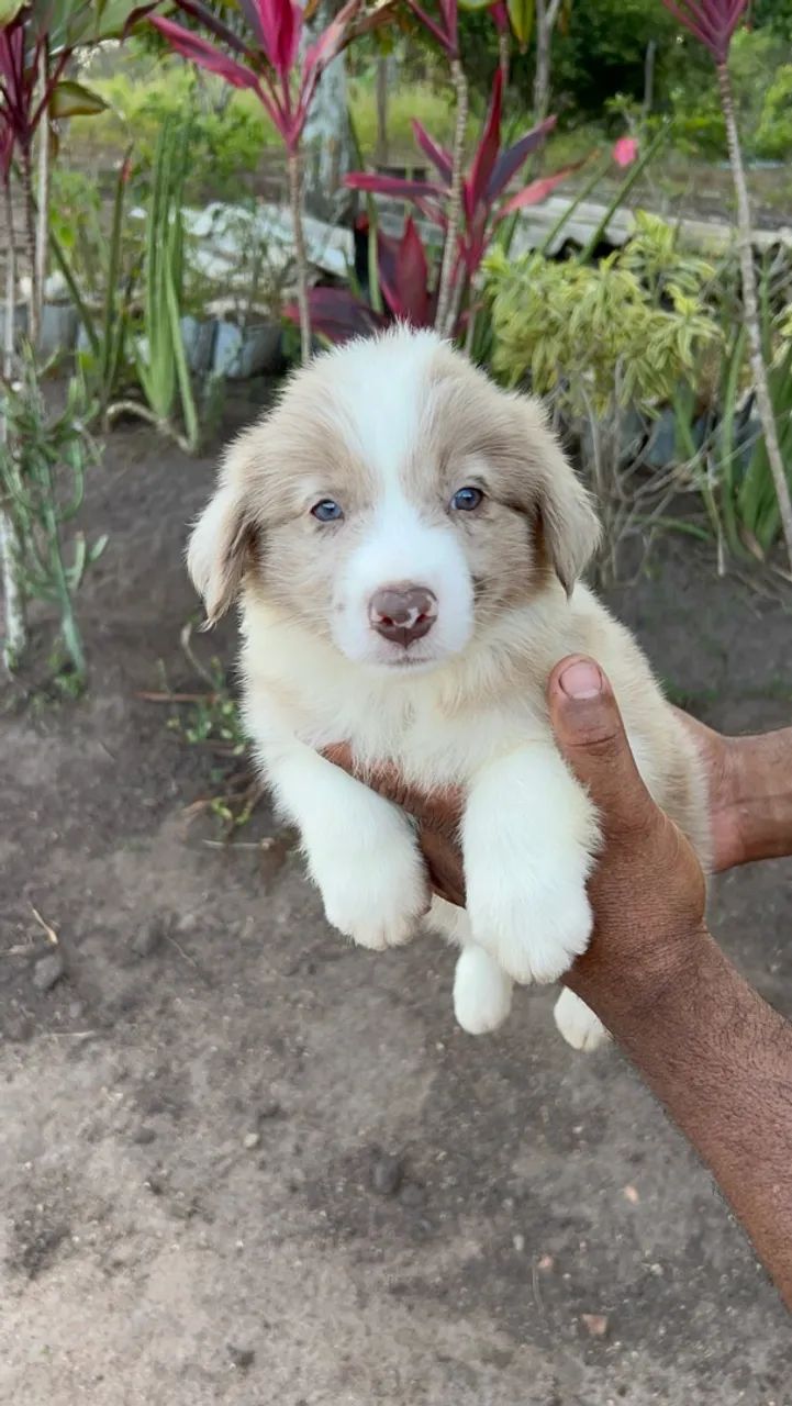 Border Collie  - Foto 3