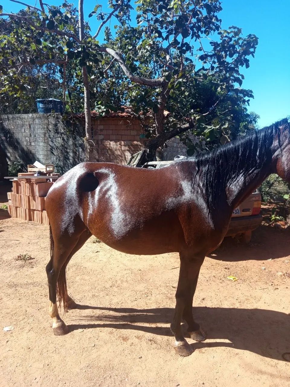 Égua prenha - Foto 4