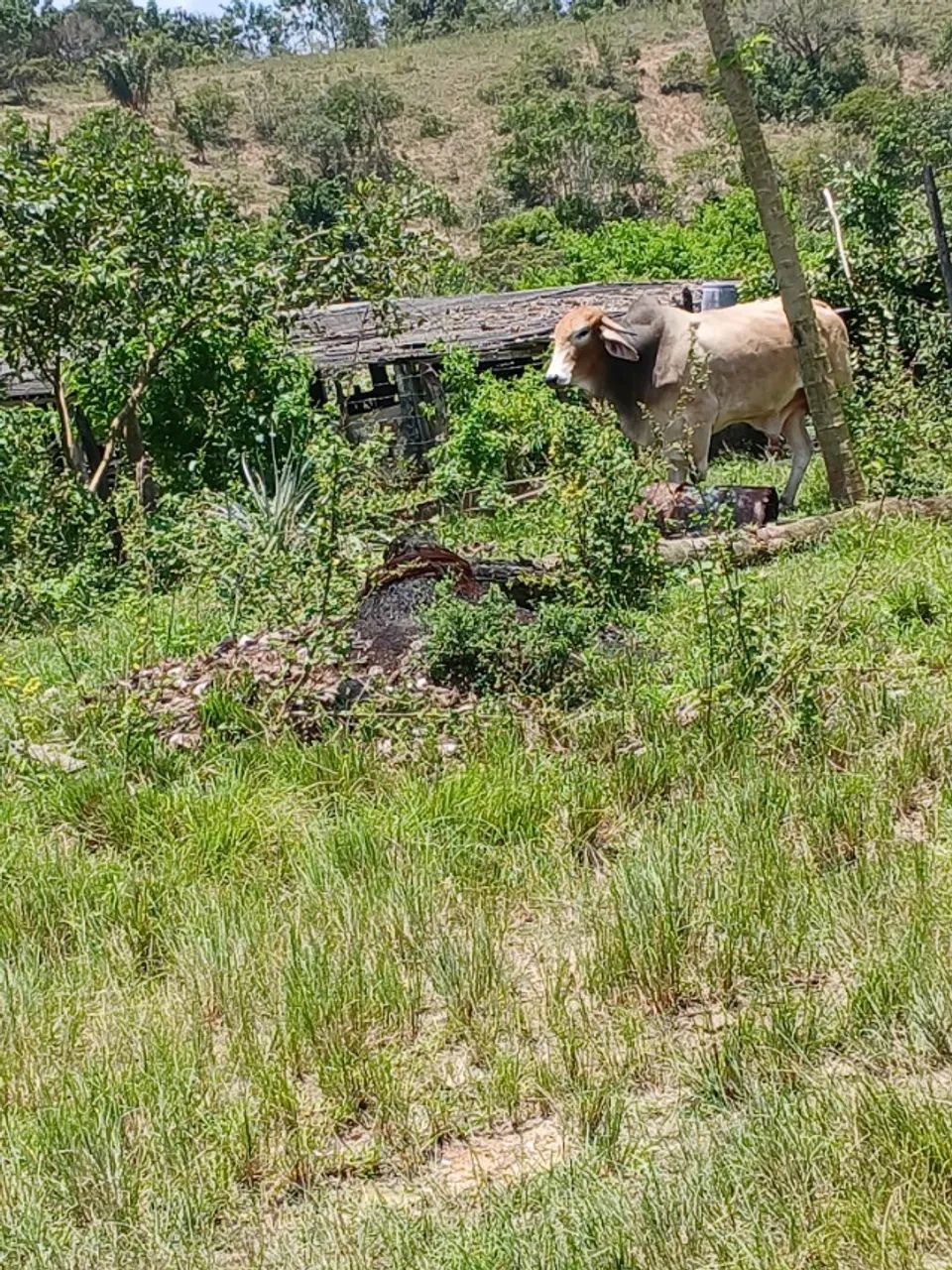 Fazenda com 200 tarefas - Foto 5