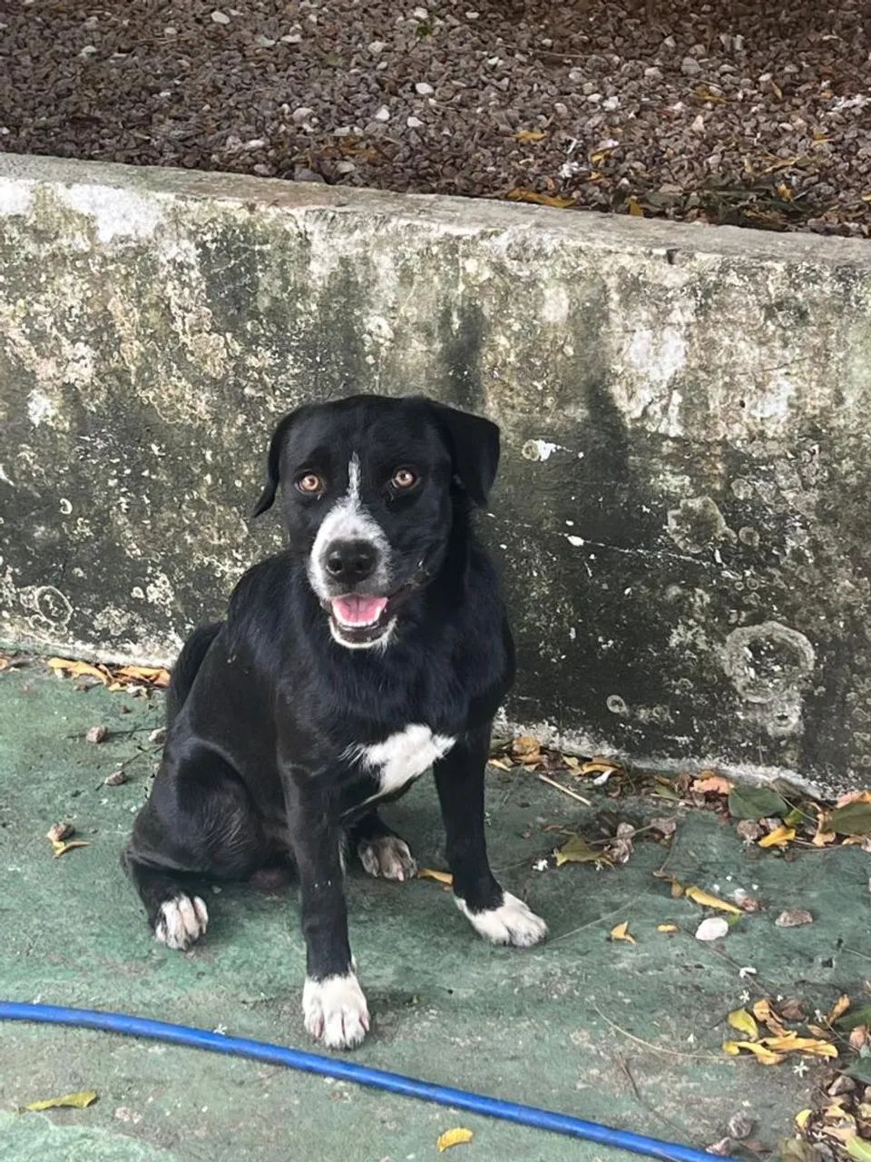 Cachorro pra adoção 