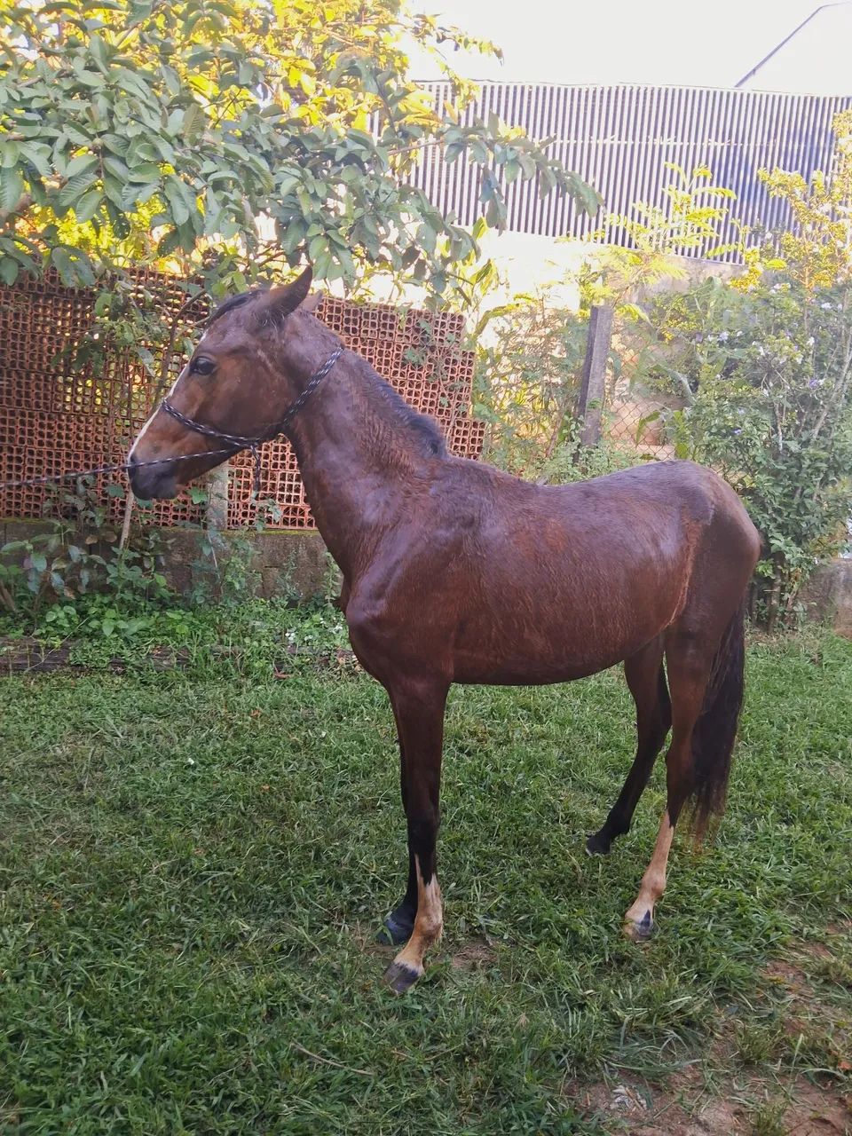 Potra 1 ano e 4 meses MM - Foto 3