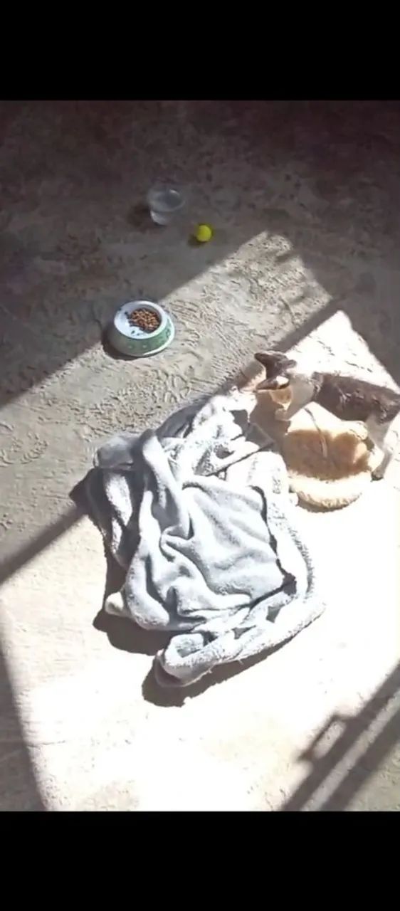 Gatinho para doação - Foto 4