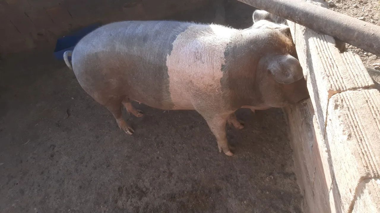 Leitoa buchuda - Foto 2