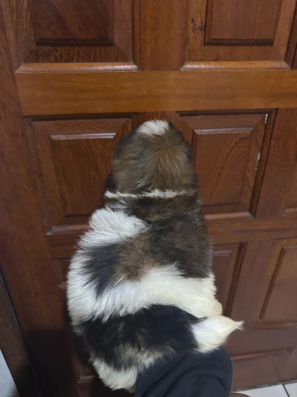 Shih tzu - Foto 2