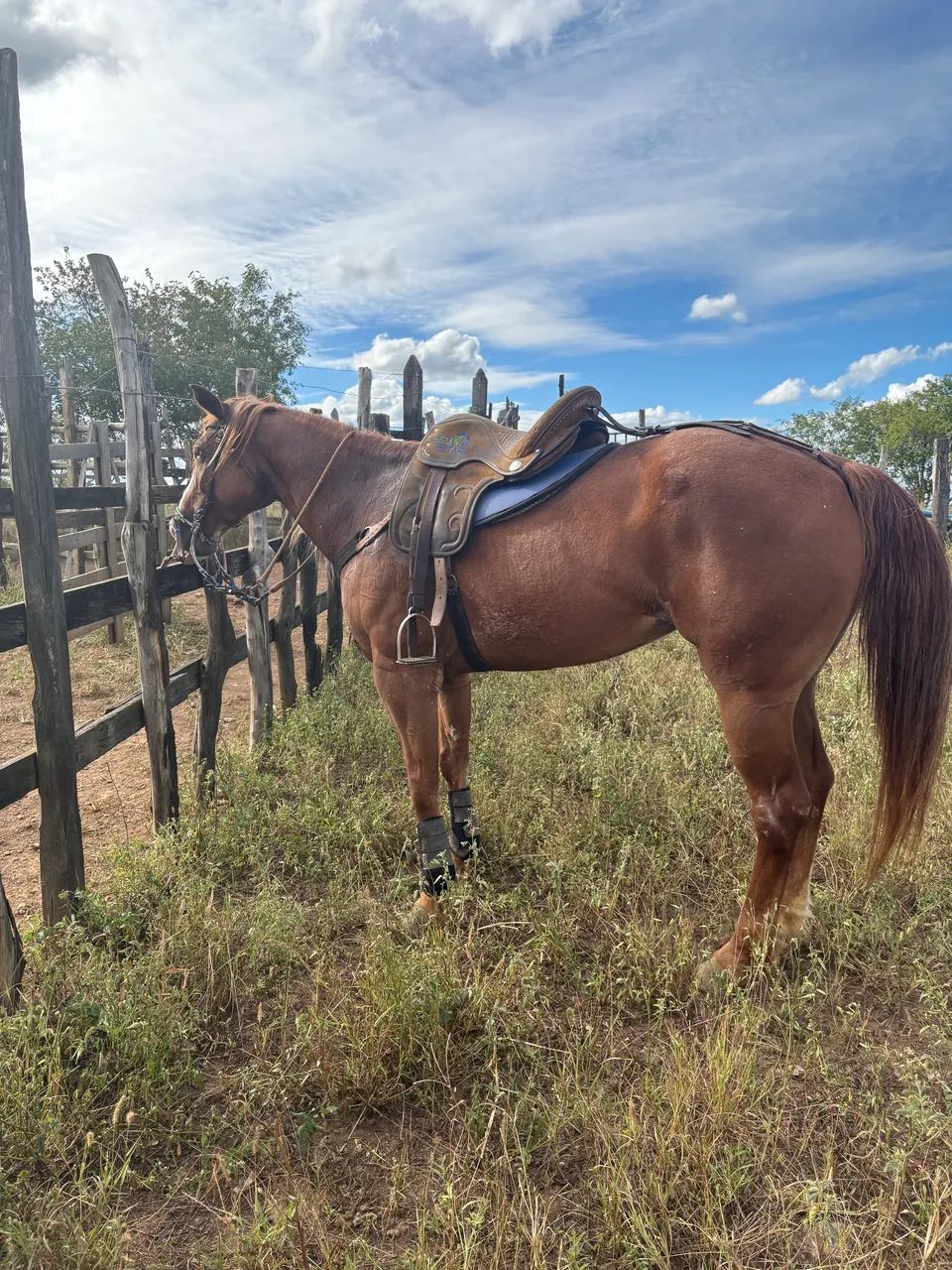 Cavalo - Foto 4