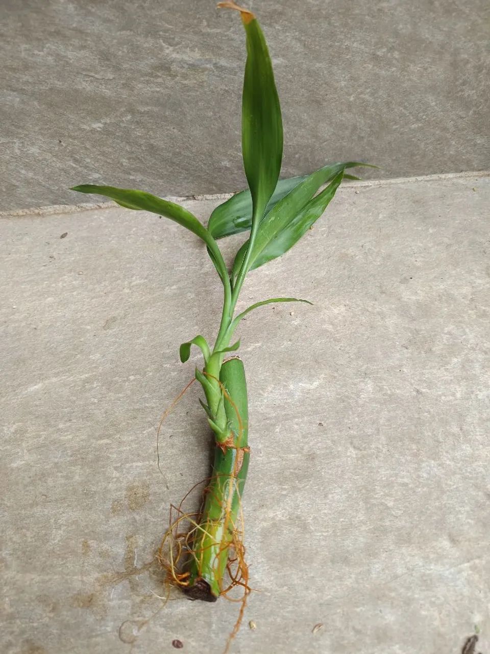 Muda de Bambu da Sorte  - Foto 3