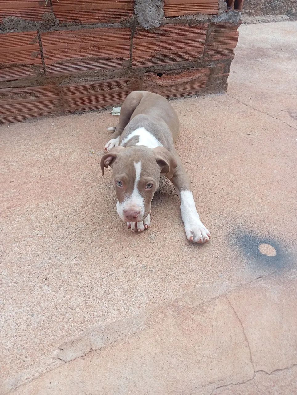 Pitbull APBT 