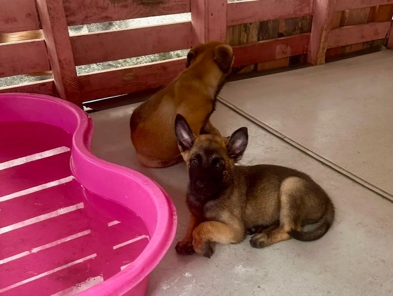 PASTOR BELGA MALINOIS (FILHOTES) Macho - Foto 2