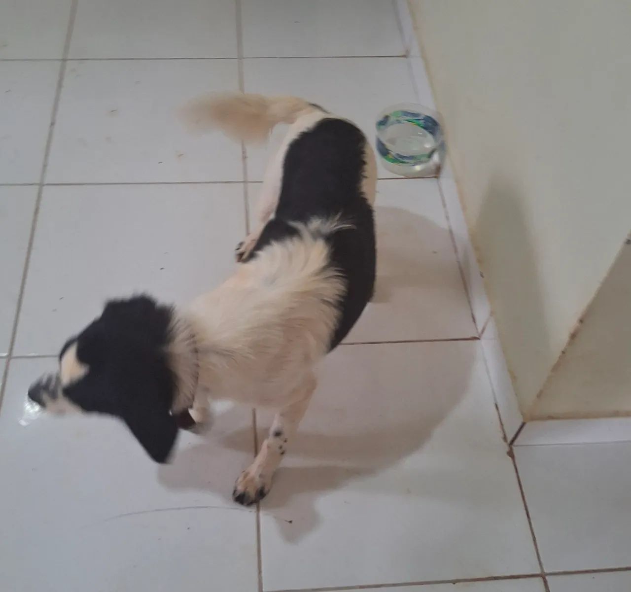 Cachorra castrada (3) - Foto 5