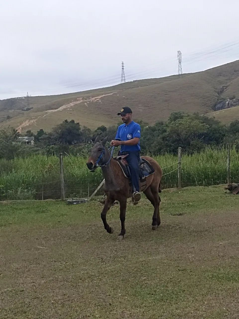 Mula  - Foto 3