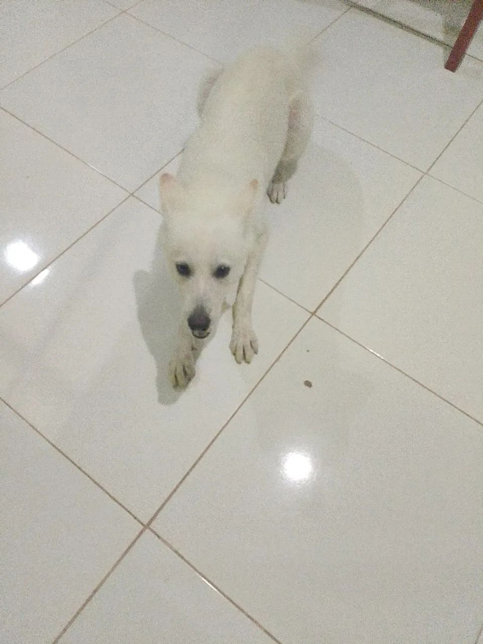 Animais
