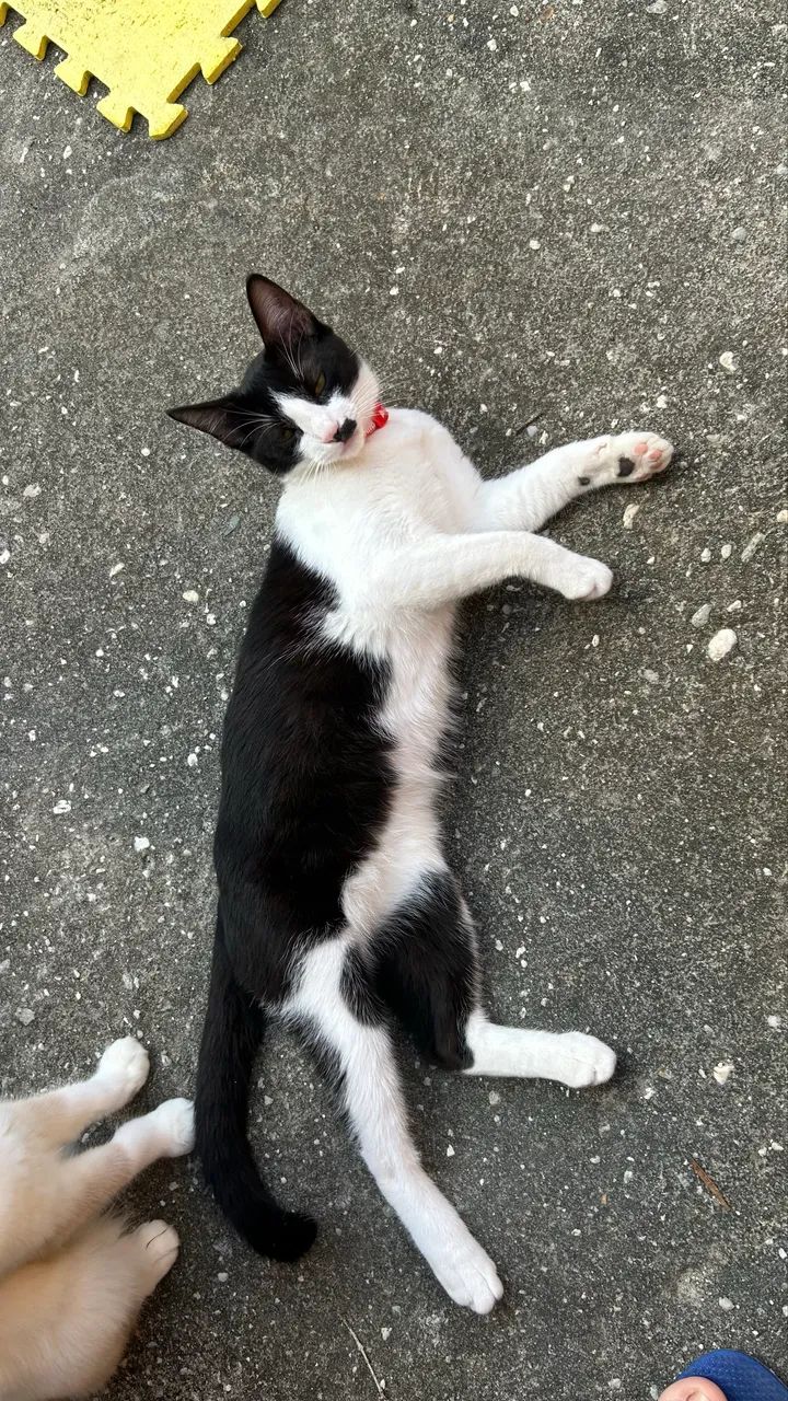 Gato MACHO frajolinha  - Foto 4
