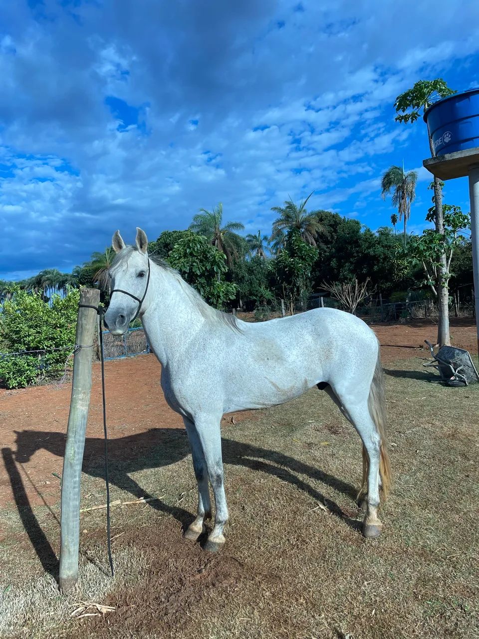 Cavalo mangalarga marchador - Foto 2