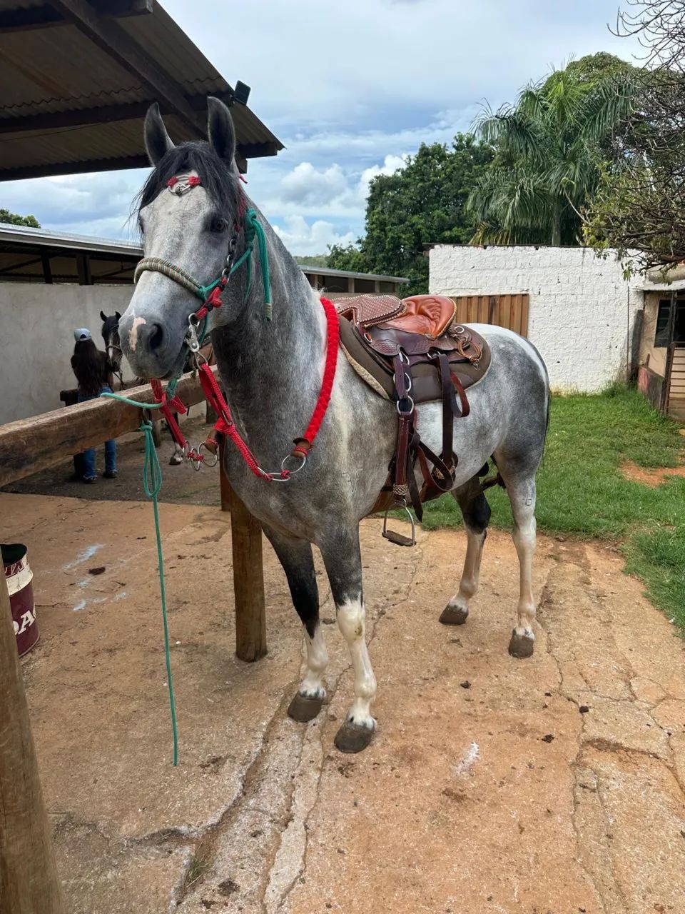 Cavalo manga larga - Animais para agropecuária - Del Lago I (Itapoã),  Brasília 1471048186 | OLX