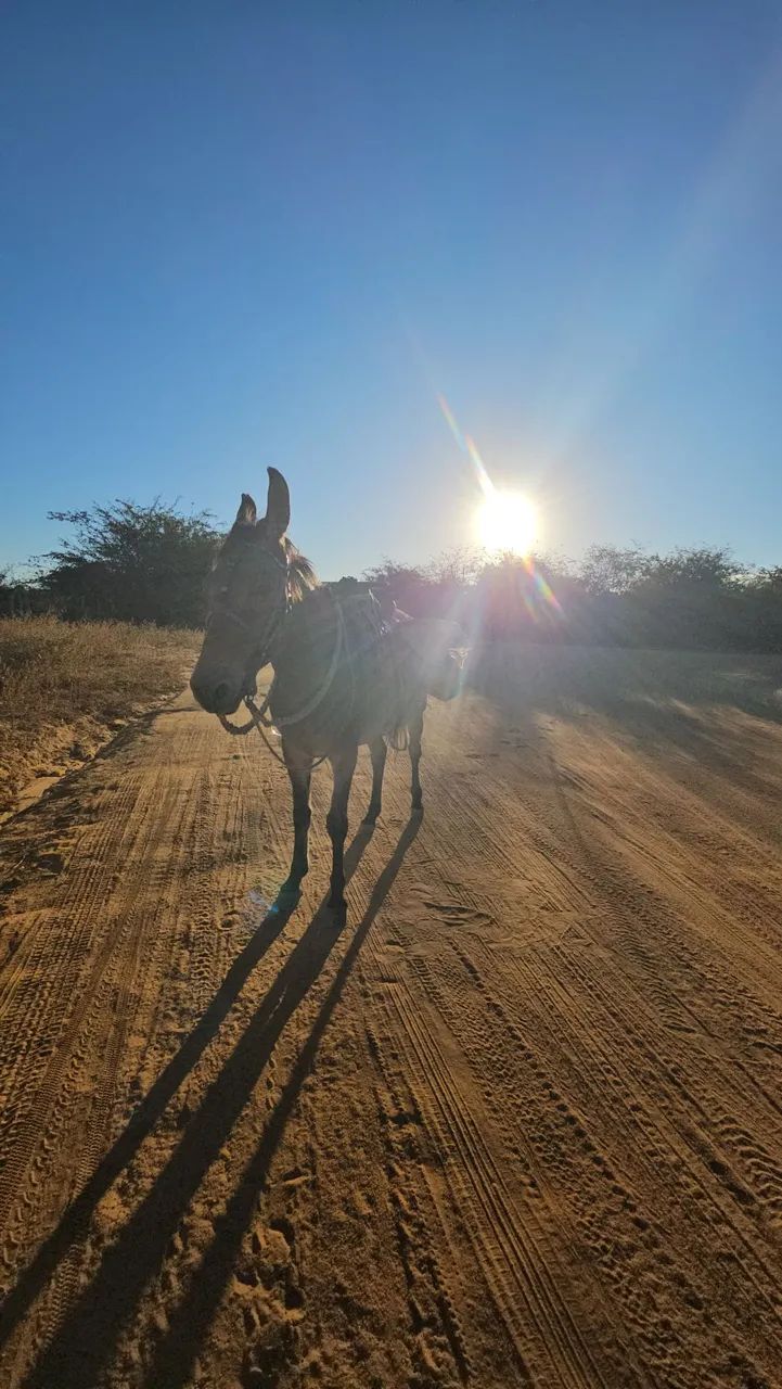 Burro Arriado - Foto 2