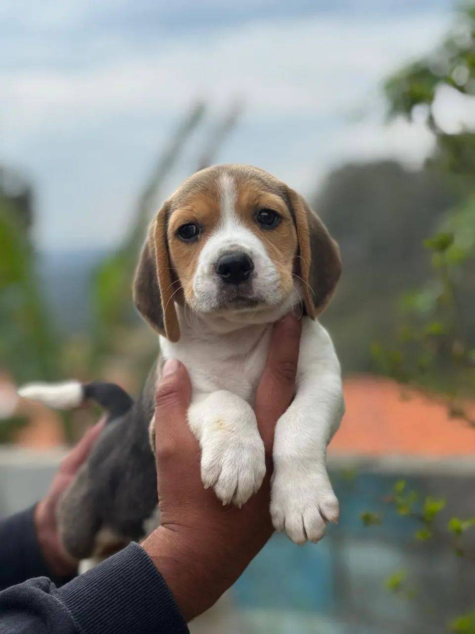 Beagle Bicolor e Tricolor  - Foto 2