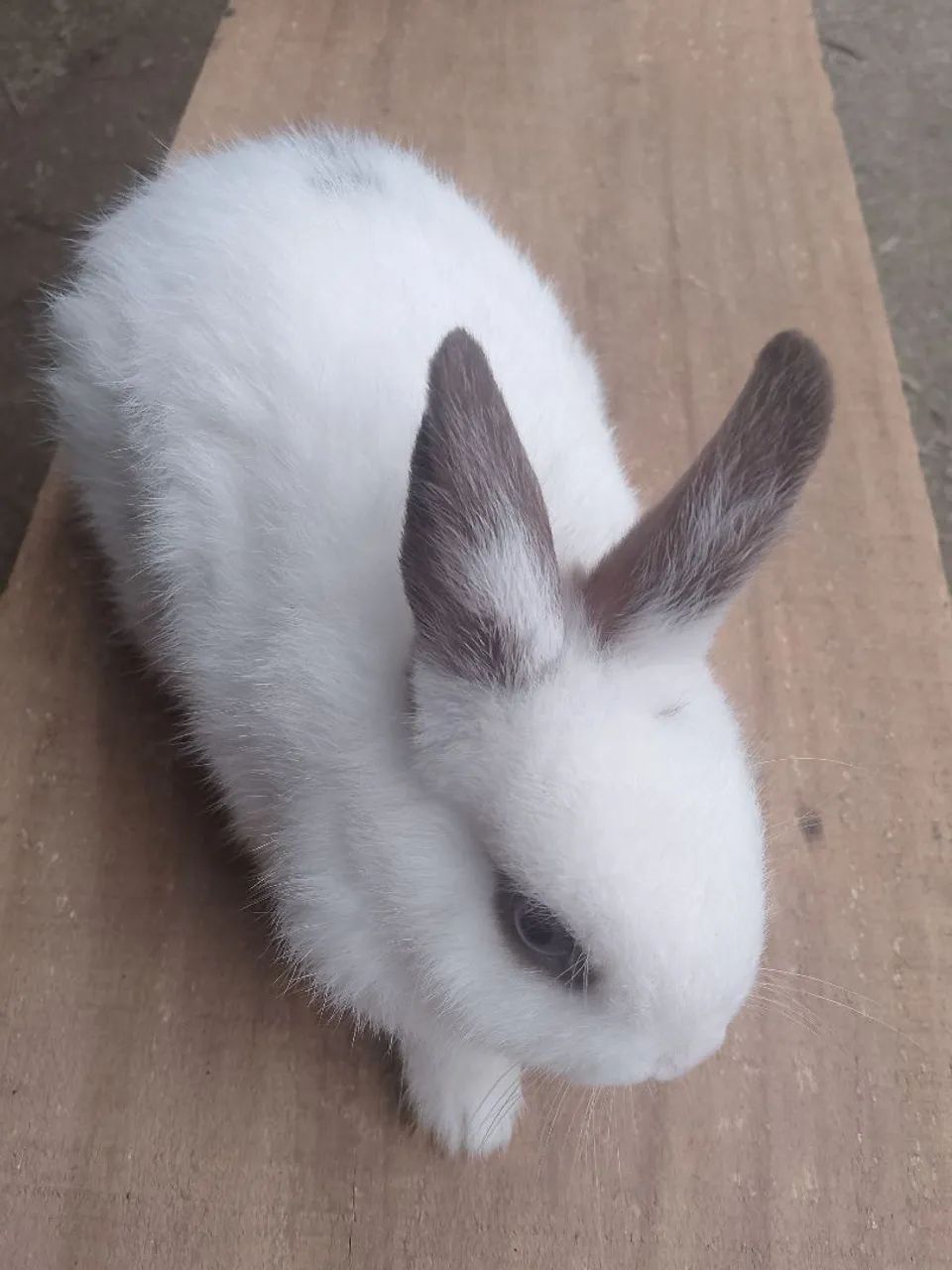 Vendo todos coelhos  - Foto 3