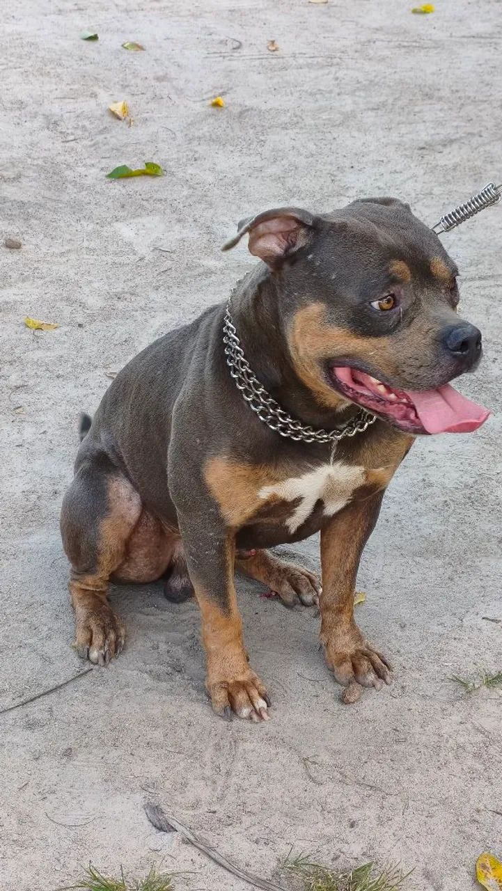 Pitmonster com pedigree para cobertura 