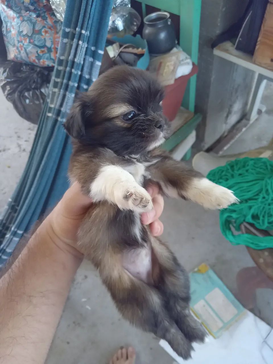 Cachorro shitsu - Foto 5