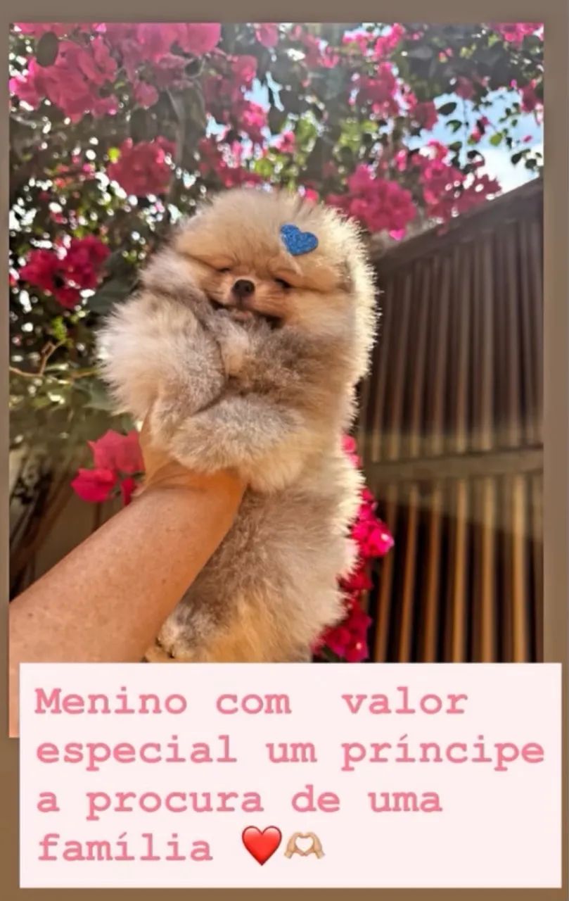 Spitz alemão anão  - Foto 2