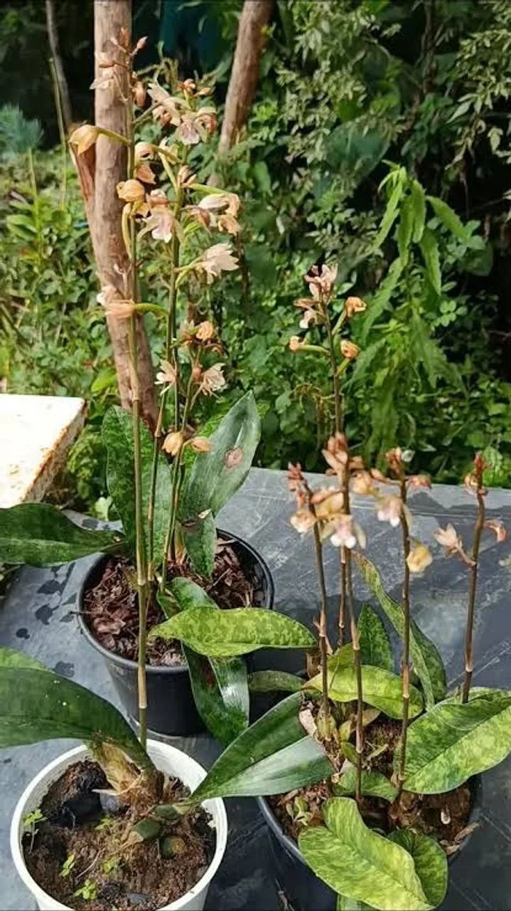 Orquídea terrestre  - Foto 3