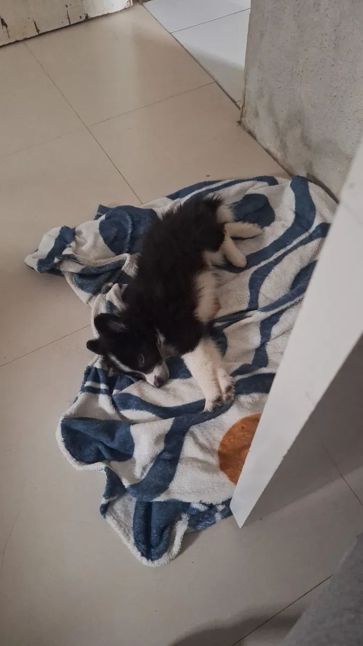 Filhotes de Border Collie - Foto 4