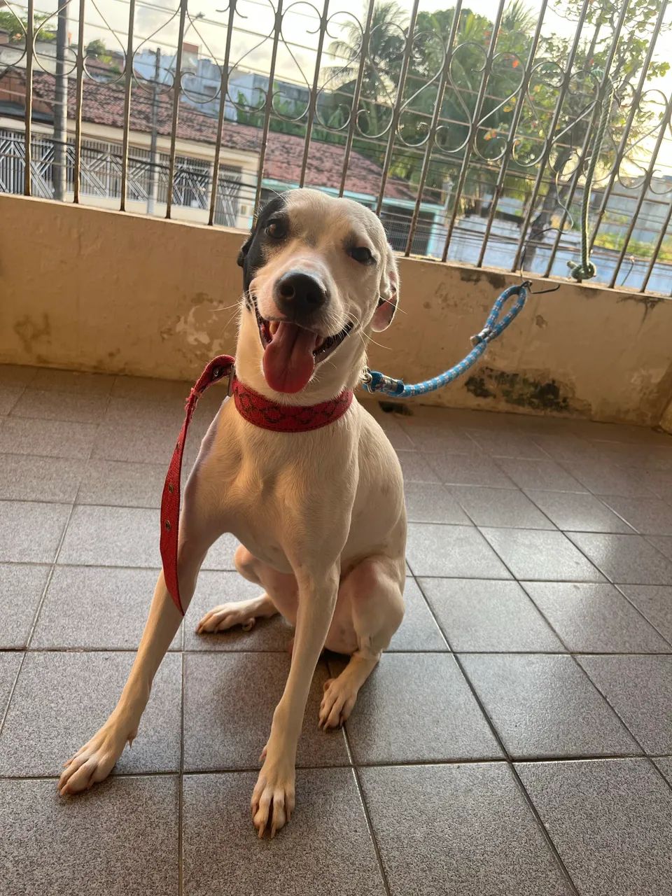 Cachorro para adoção 