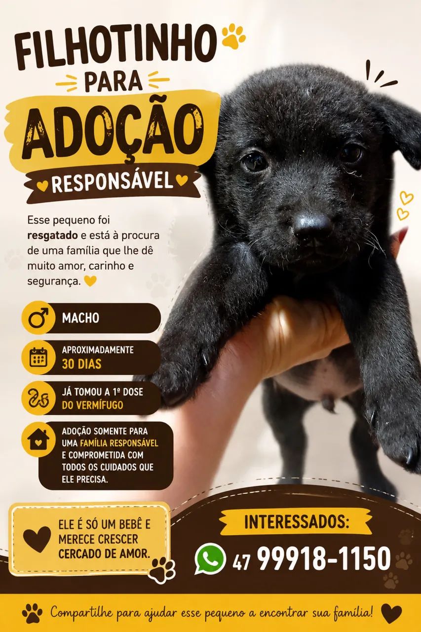 Filhotes disponíveis  - Foto 4