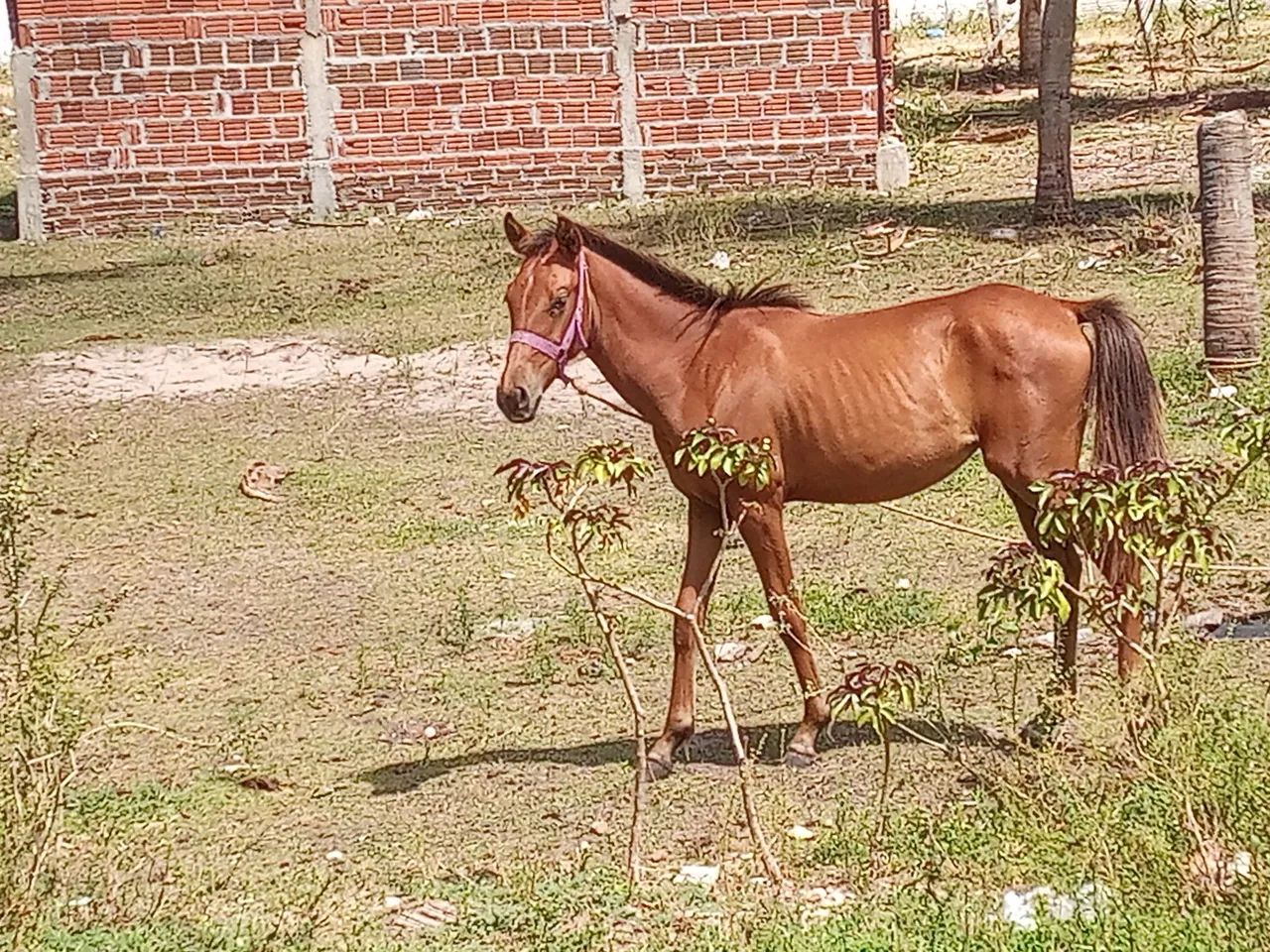 Vendo uma Potra  - Foto 3