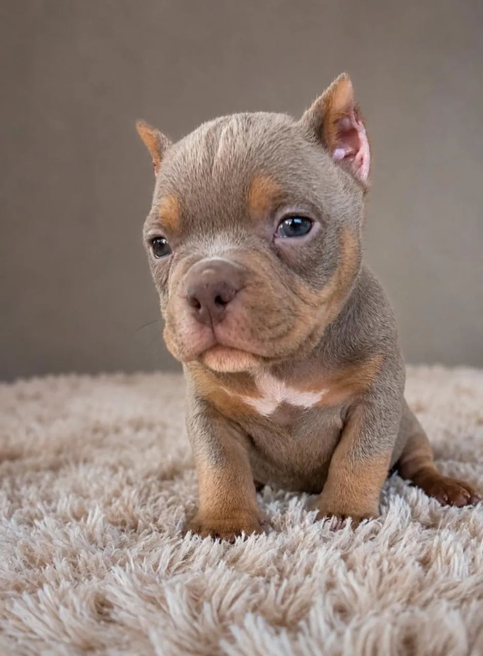 American Bully Micro Tri lilac  - Foto 4