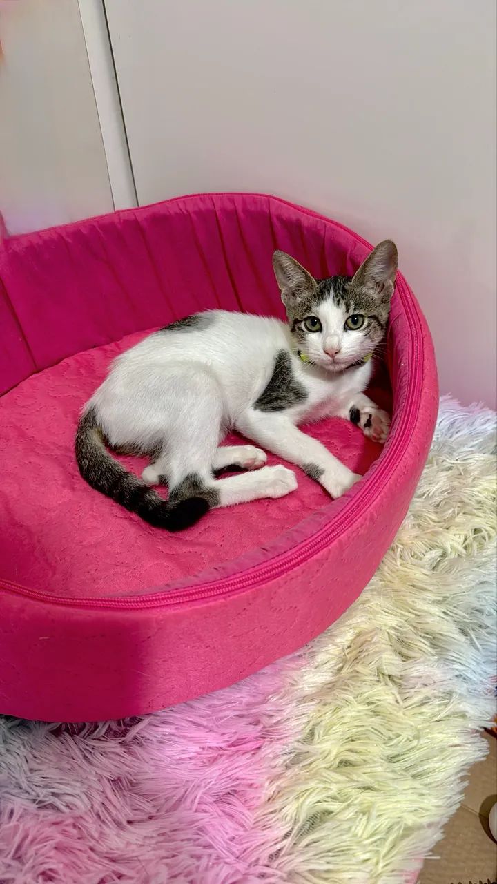 Adoç ão Responsável Gatinha - Foto 2