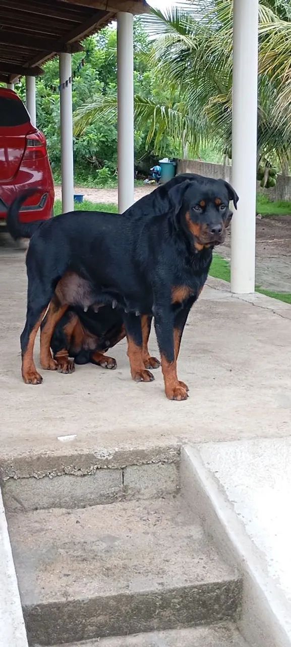 animais  - Foto 2