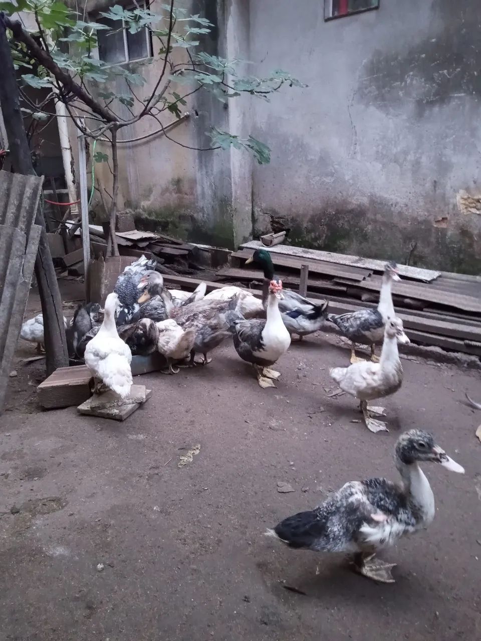 Patos  - Foto 4