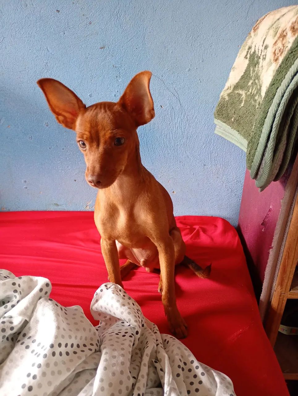 Cachorro macho 