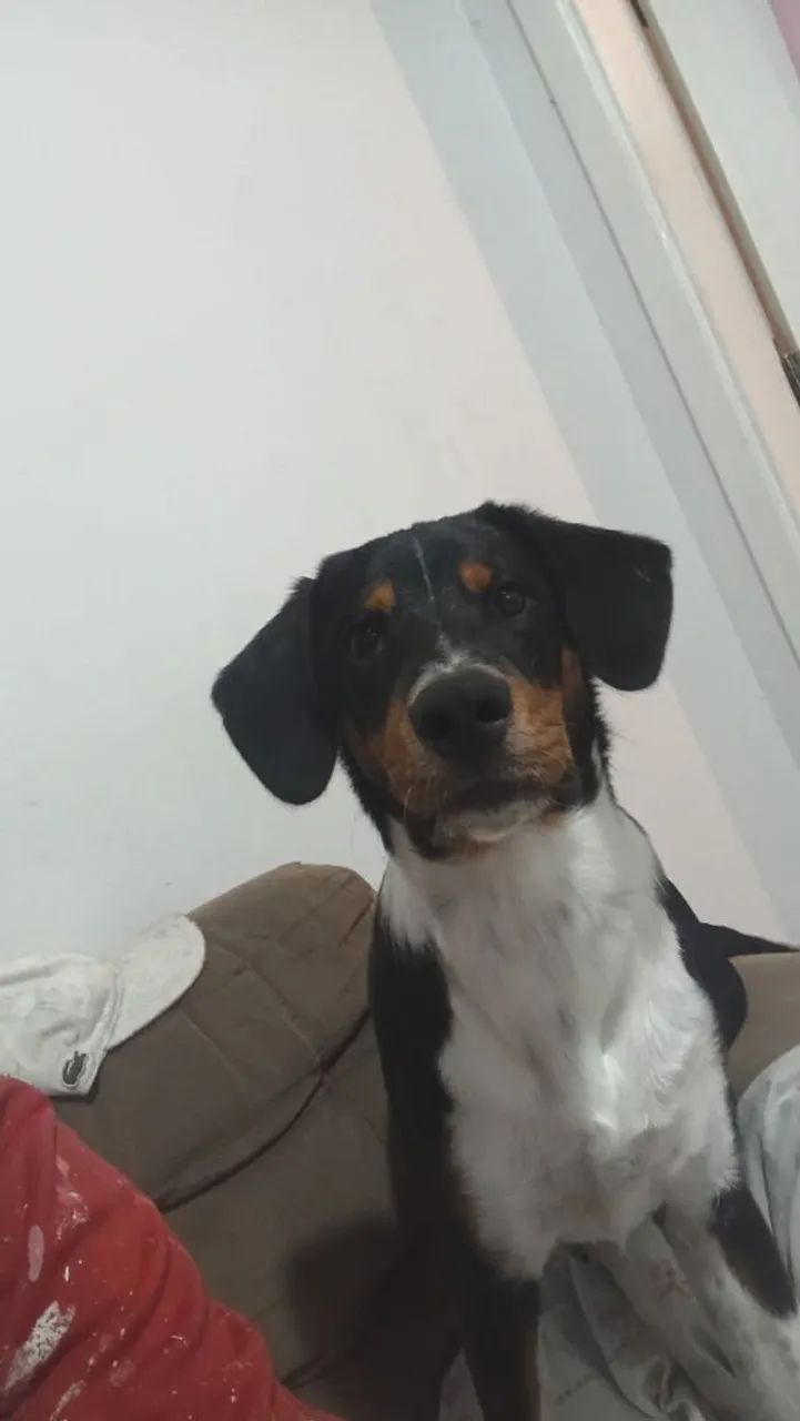 Doação  - Foto 2